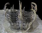 Spine-On-Spine Koneprusia Trilobite - Spectacular #40349-1
